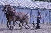IMG_0911.jpg
