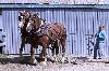 IMG_0923.jpg