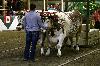 IMG_4274.jpg