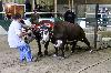 IMG_9155.jpg